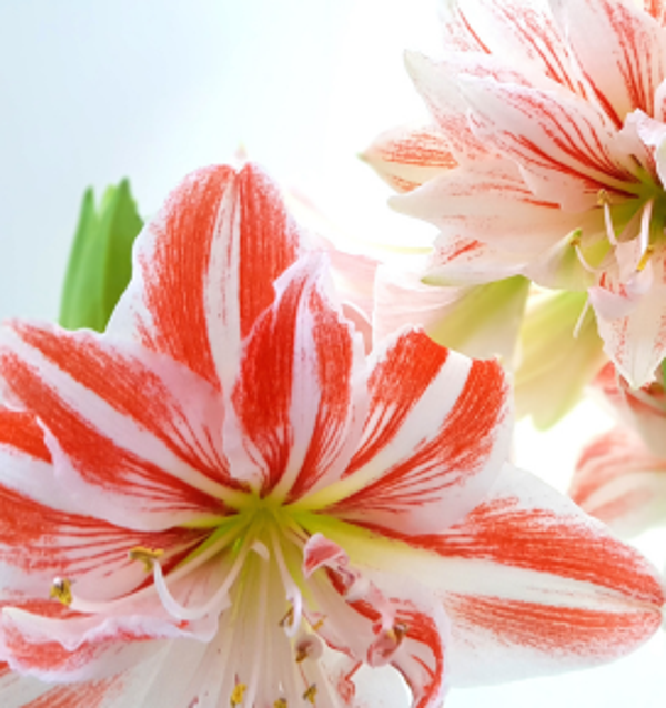 Amaryllis cleopatra 1 stuk