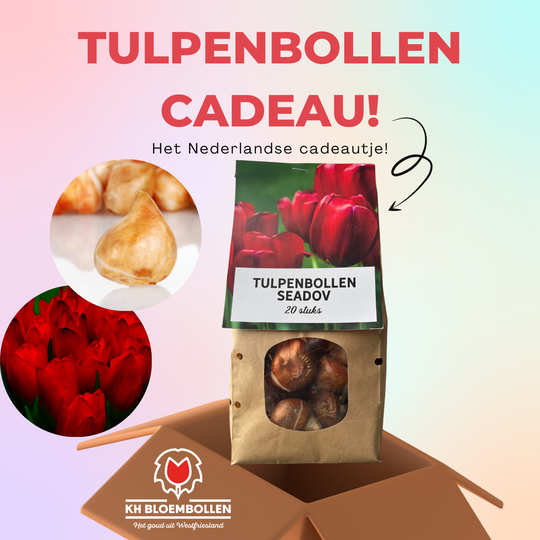 Seadov tulp cadeau