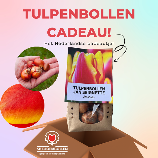 Jan seignette tulp cadeau