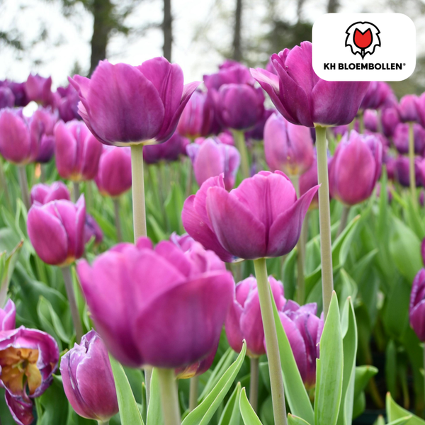 Purple Prince tulp 20 stuks