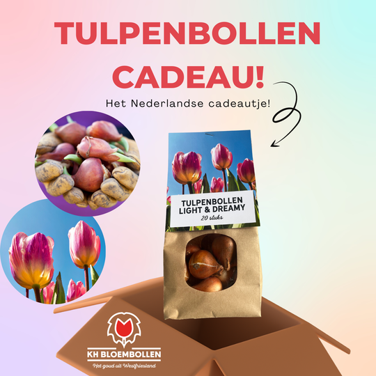 Light and dreamy tulp cadeau