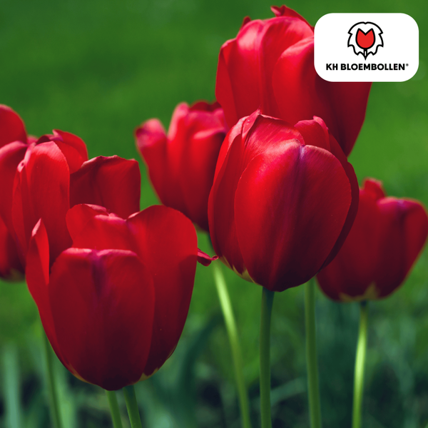 Seadov tulp 20 stuks