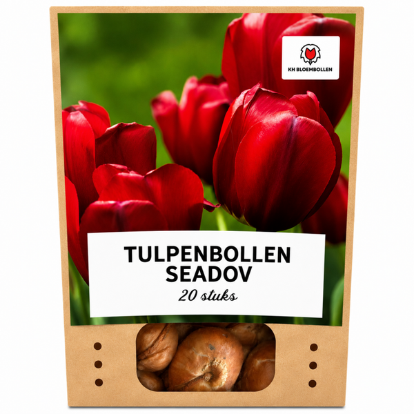 Seadov tulp 20 stuks