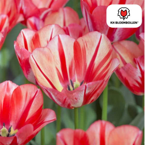 Spring Break tulp 20 stuks