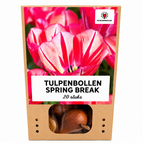 Spring Break tulp 20 stuks