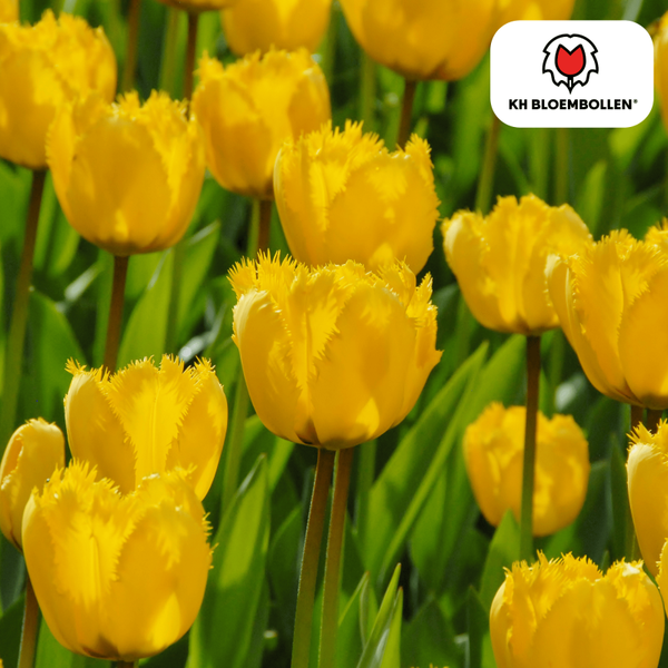 Sun Frillz tulp 20 stuks
