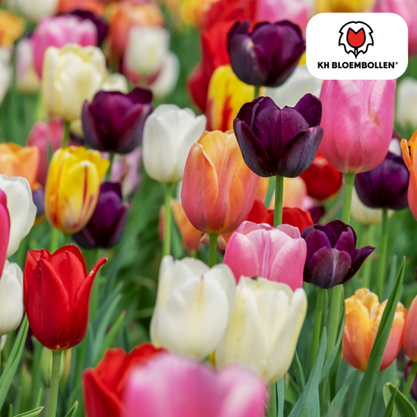 Tulpenbollen Mix 20 stuks