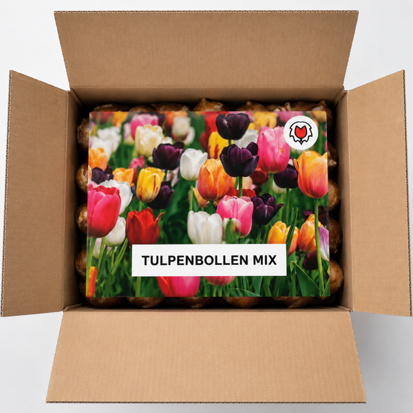 Tulpenbollen Mix - 100 Stuks  MEGA ACTIE!