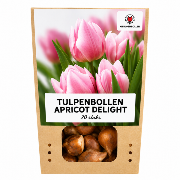 Apricot Delight tulp 20 stuks