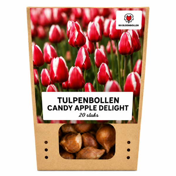 Candy Apple Delight tulp 20 stuks