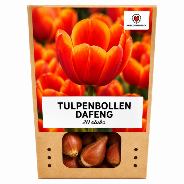 Dafeng tulp 20 stuks