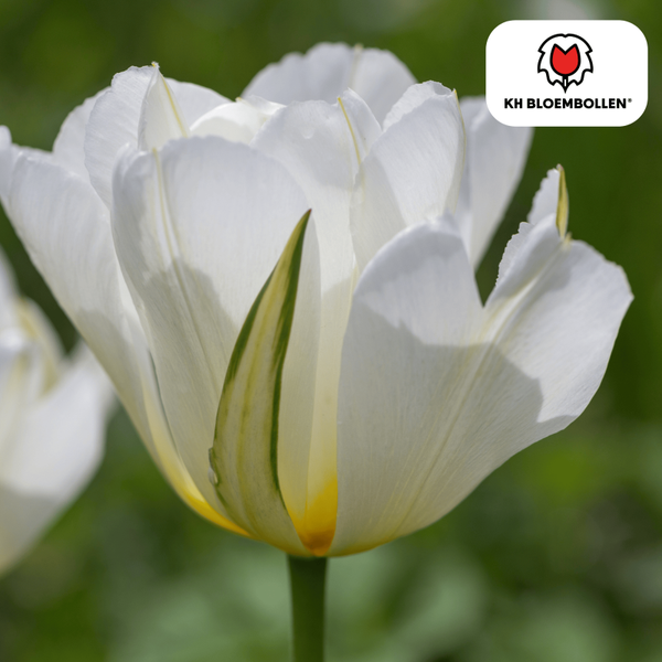 White Valley tulp 20 stuks
