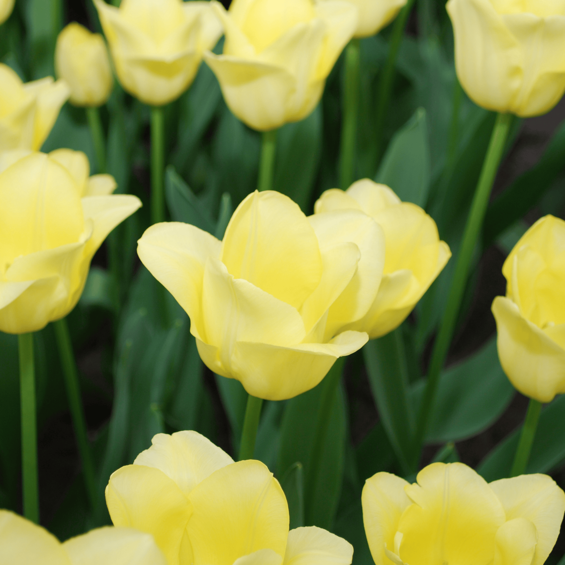 World Friendship tulp 20 stuks