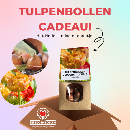 Gudoshnik double tulp cadeau