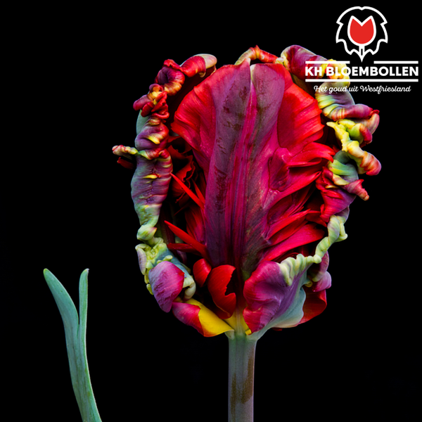 Rococo tulp 20st.
