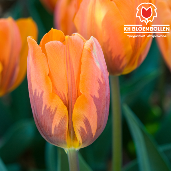 Princes Irene tulp 25st.