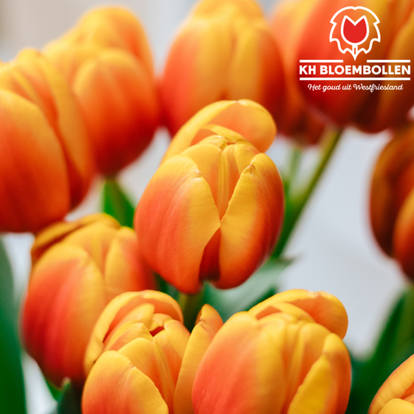 100% NL tulp 20 stuks