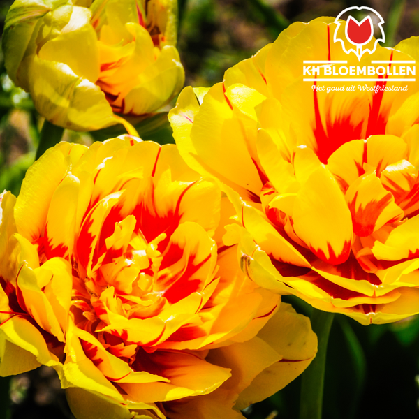 Sundowner tulp 25 st.