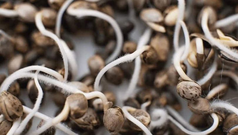 Cannabis seeds
