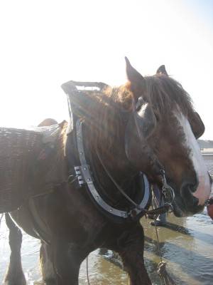 071014paardenvissers044.jpg