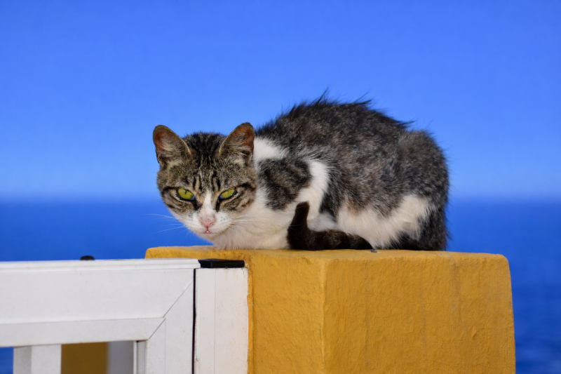 Katze mit wunderschönen Augen. Teneriffa