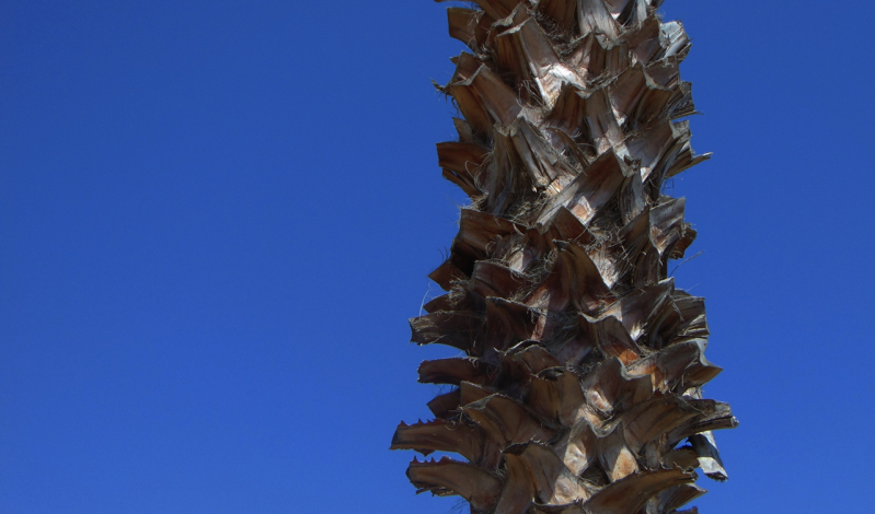 PALME vor strahlend blauem Himmel