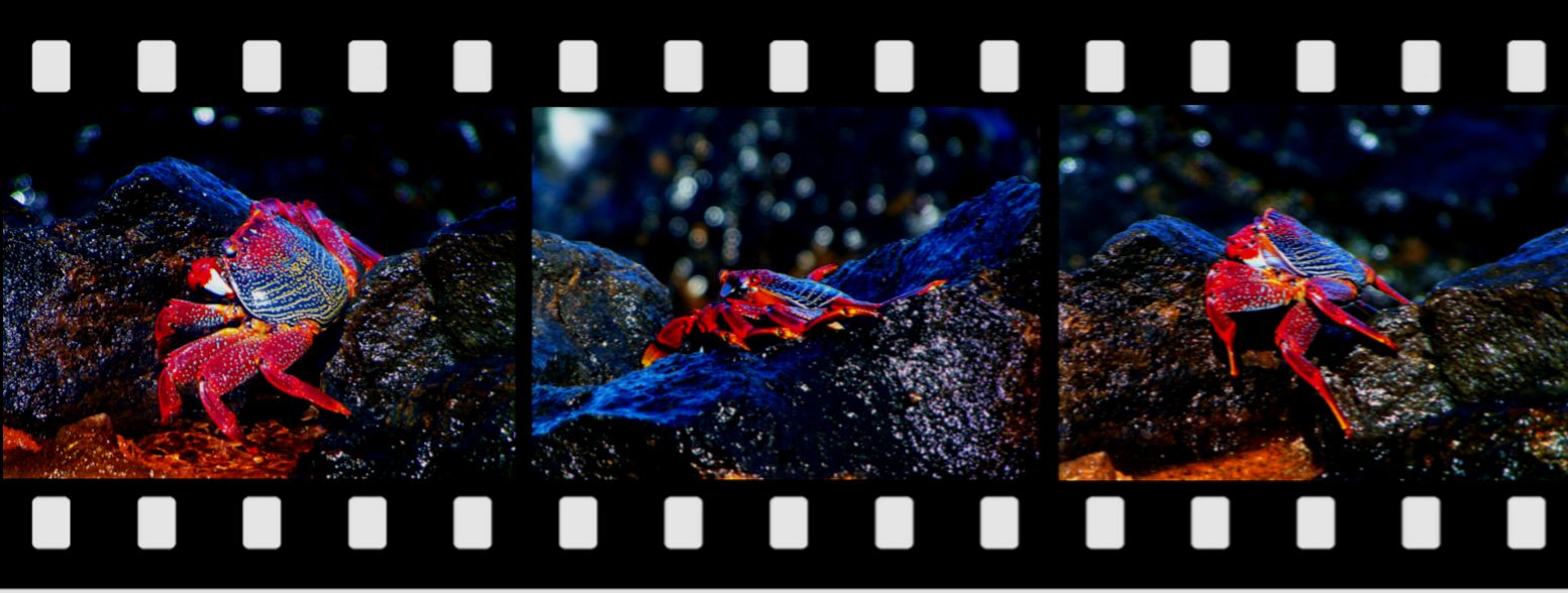 Krebse an der Küste von La Jaca, Teneriffa