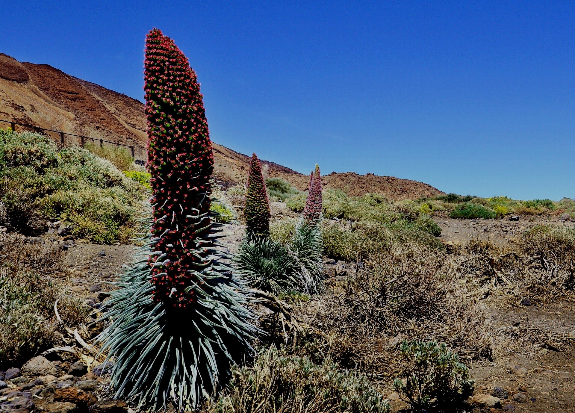 Tajinaste im Parque National del Teide, Teneriffa