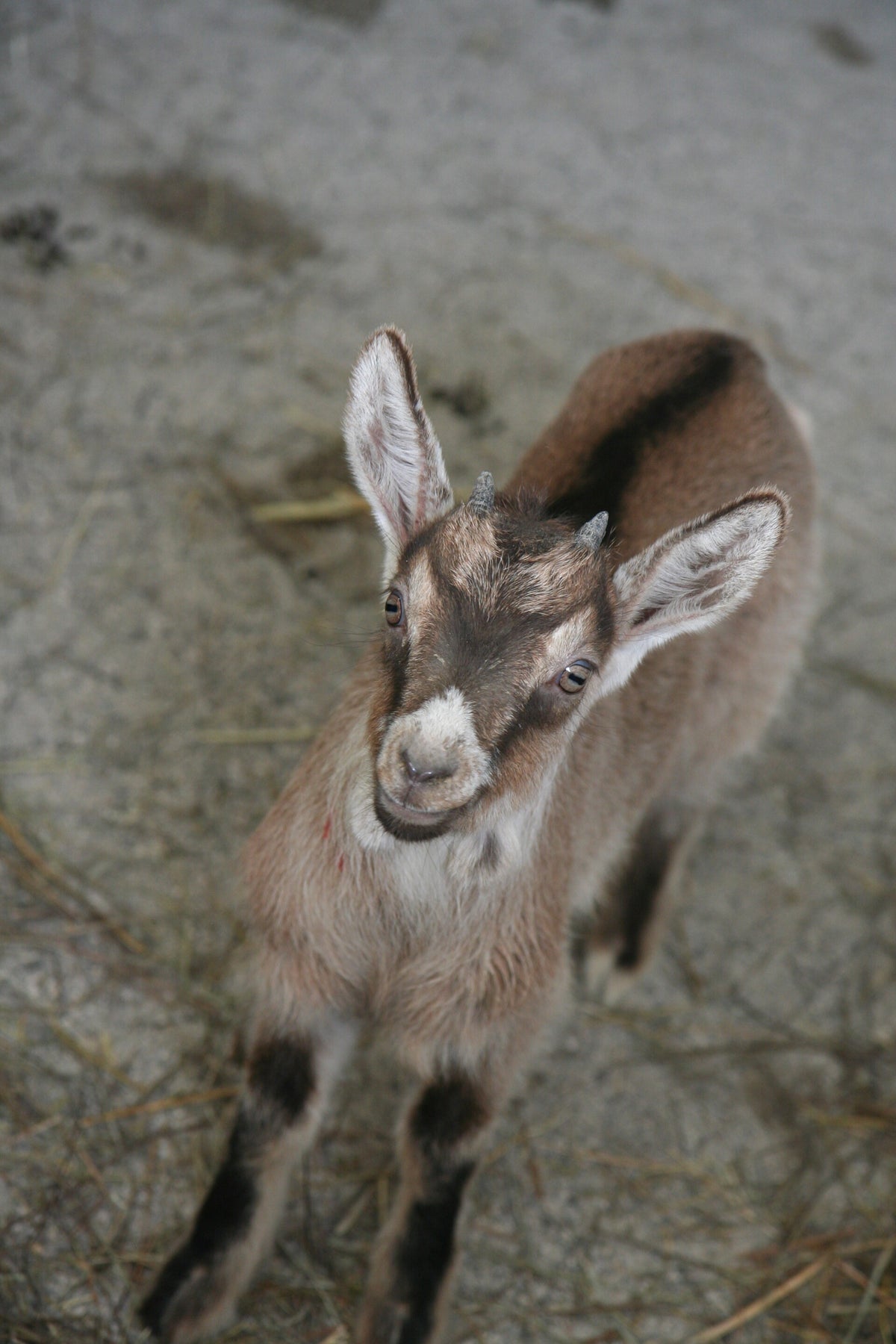 Capre Host COSE CHE NON SAPEVI SULLE CAPRE! / Blog | esSe nature