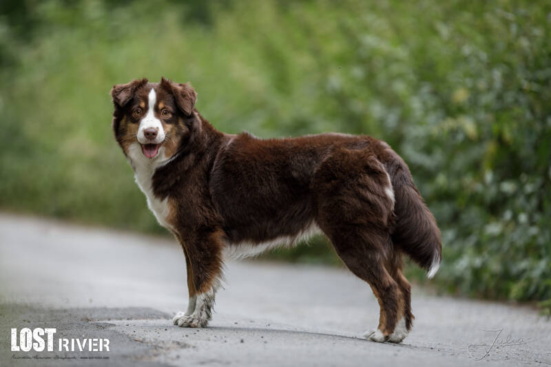 Lost River Malia  Away To Me Blazin´ Red Lunar Eclipse | Miniature American Shepherd