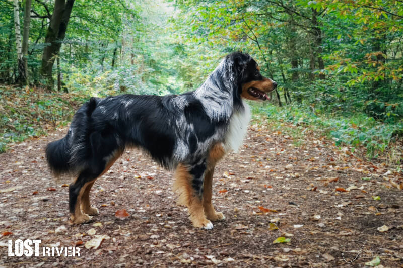 Lost River Shadow Legacy Ridge Strik´N Blacklit Nightshade | Miniature American Shepherd