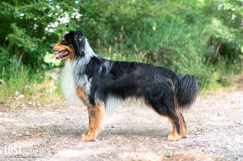 Lost River Shadow Legacy Ridge Strik´N Blacklit Nightshade | Miniature American Shepherd