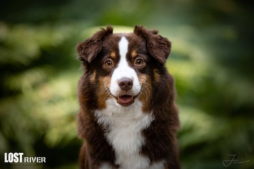 Lost River Malia Away To Me Blazin´ Red Lunar Eclipse | Miniature American Shepherd