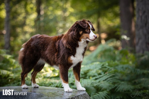 Lost River Malia Away To Me Blazin´ Red Lunar Eclipse | Miniature American Shepherd