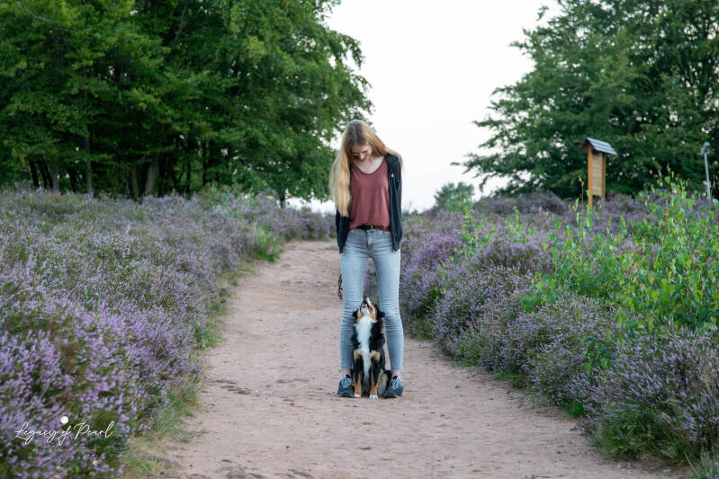 Miniature American Sheperd | Legacy of Pearl | legacy-minis | Donnersberg | Kaiserslautern | Rheinland-Pfalz