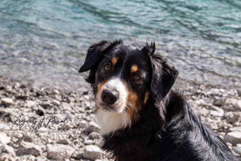 Miniature American Shepherds | Legacy of Pearl | legacy-minis | Kaiserslautern | Donnersberg | Rheinland-Pfalz | mini aussie | Hund | Australian Shepherd |