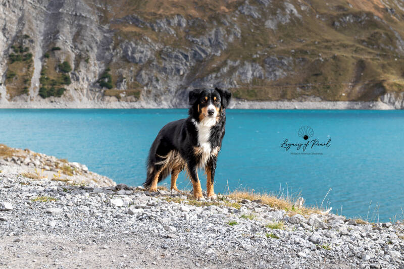 Miniature American Shepherds | Legacy of Pearl | legacy-minis |Kaiserslautern | Donnersberg | Rheinland-Pfalz | mini aussie | Hund | Australian Shepherd |