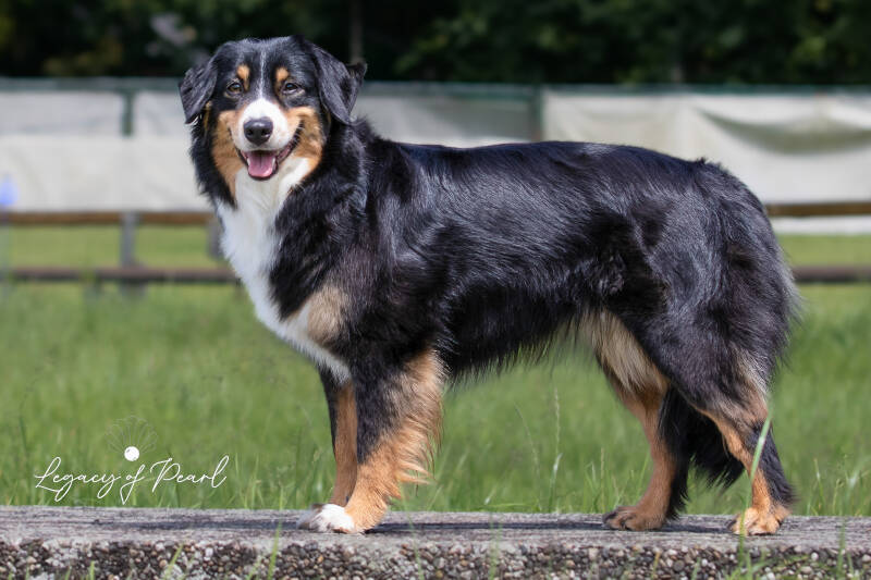 Legacy of Pearl | Miniature American Shepherd | Lost River Curse of the Black Pearl | legacy-minis | mini aussie|