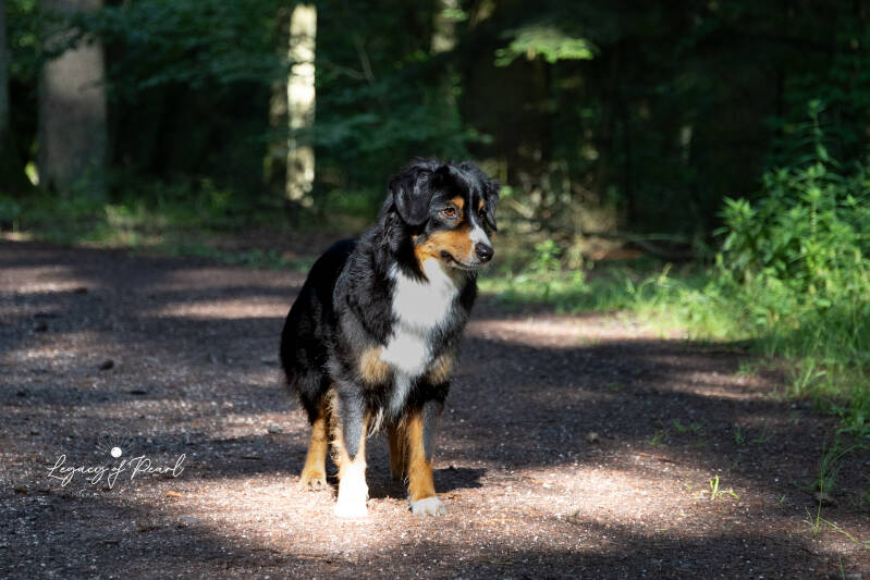 Miniature American Shepherds | Legacy of Pearl | legacy-minis |  Rheinland-Pfalz |  Kaiserslautern | Donnersberg | mini aussie |