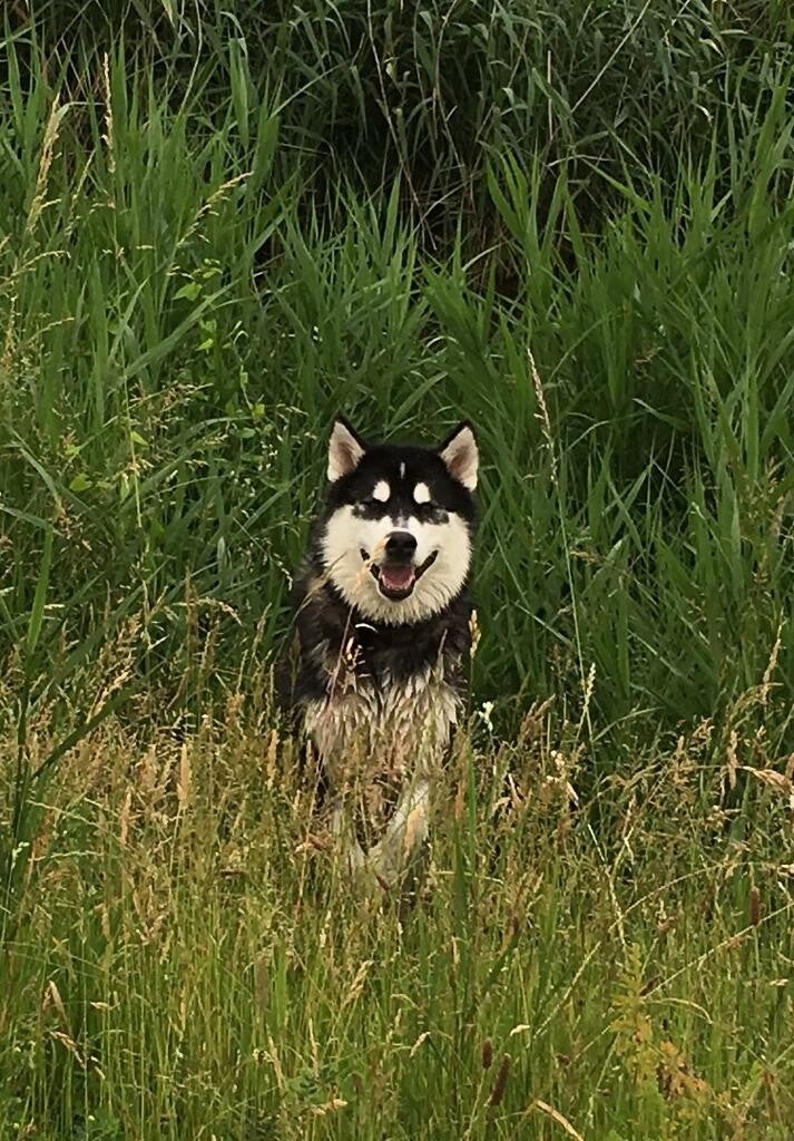 Nieuwsgierige Malamute