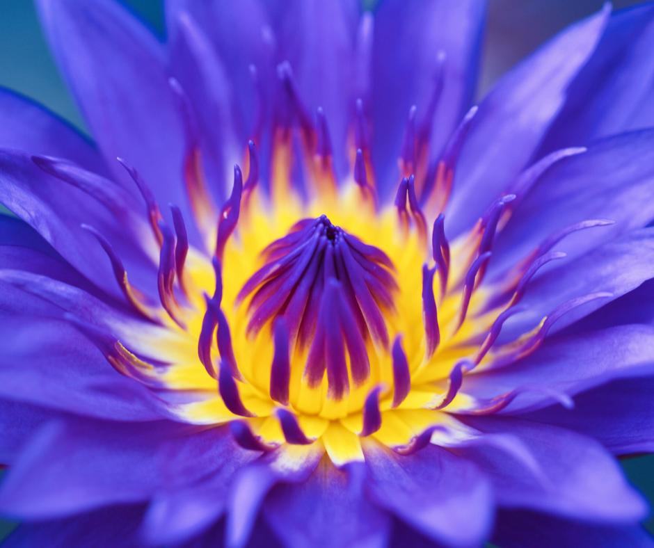 Holistisch Spiritueel Centrum Lelystad , Drumcirkels lelystad, Drumcirkel Lelystad, Sjamaanse drum Lelystad, Aysegul van Gent