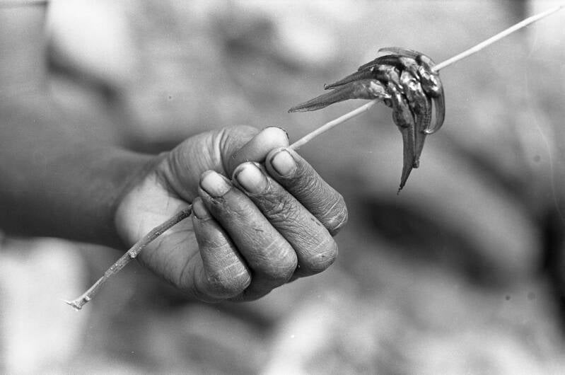 Kikkervisjes Jos Donkers negatief 2-179-010 