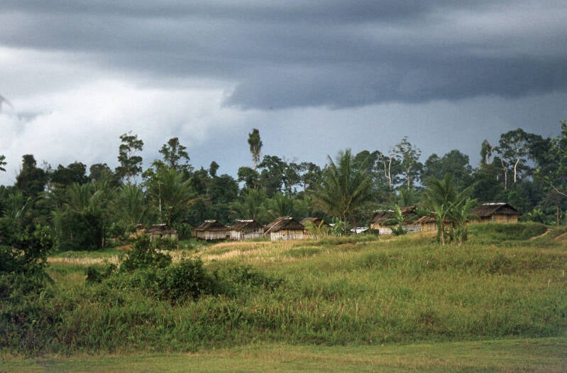 Ayawasi Maybrat- Henny van de Kerkhof - Vogelkop d2 - 016b