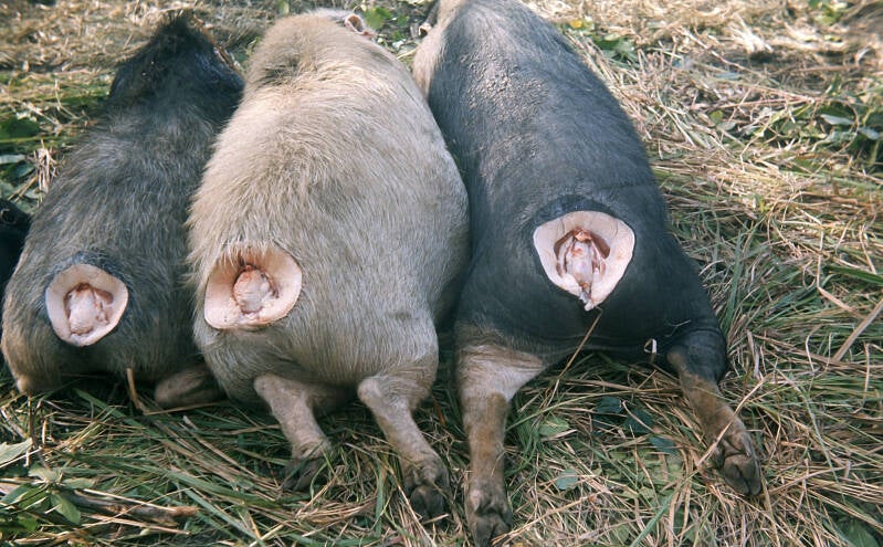 Bob Schijns Baliem-13-016 Varkensfeest - de varkens liggen klaar om naar de stoofkuil vervoerd te worden, de staarten zijn uitgesneden 
