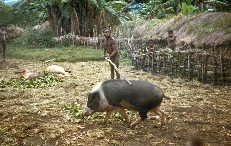 Bob Schijns Themacollectie diapositief Baliem-13-002 mr