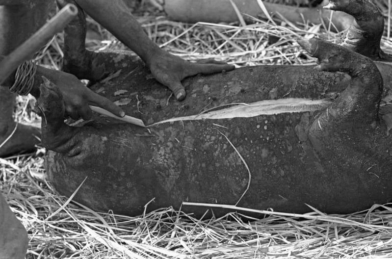 Donkers album3film245-026 Varkensfeest Enarotali ca 1970