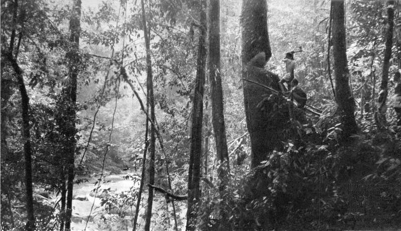 Filmexpeditie Gaisseau Jan Sneep -Album II- 081-Een boom moet worden omgehakt om de oversteek te maken 