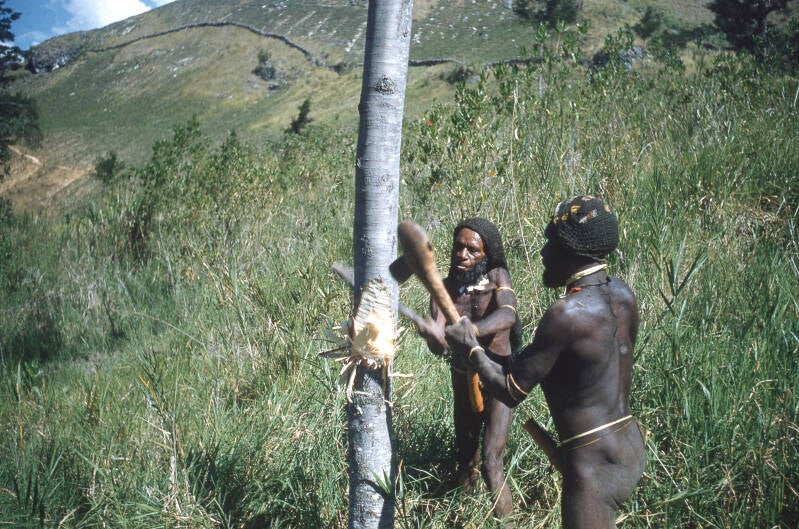 Met stenen bijlen wordt door de Ndani's een boom geveld. Baliem 1956. Diapositief Piet ter Laag.