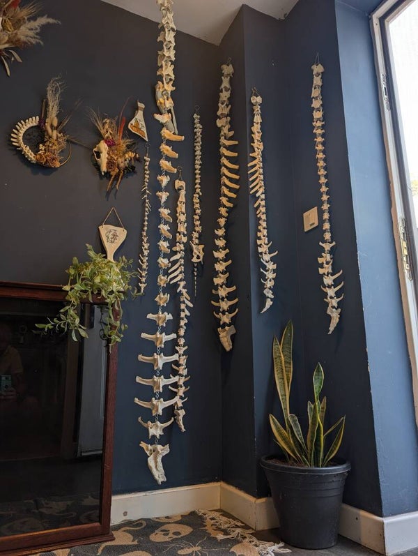 Spine chains