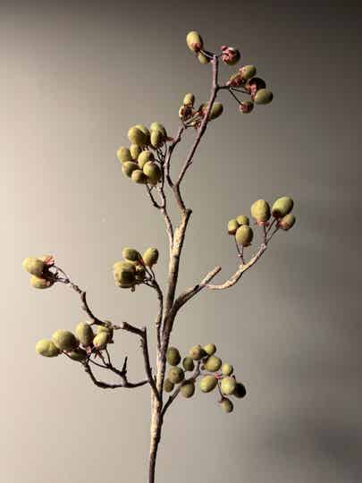 Kunst Alnus grande Antique- Green - 90cm